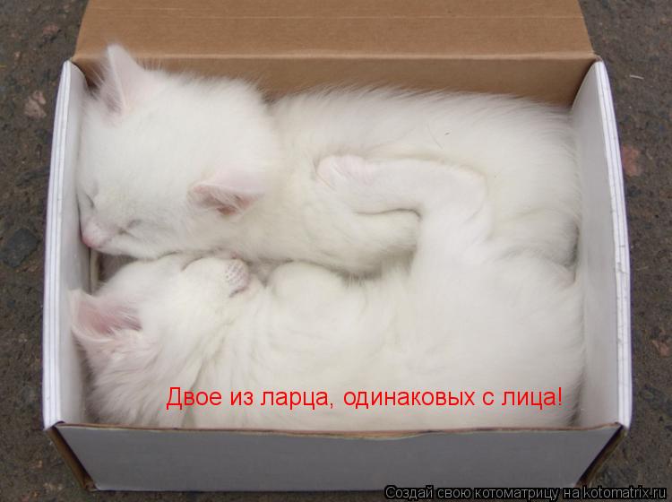 Двое из ларца, одинаковых с лица!... Котоматрица: Двое из ларца, одинаковых с лица!