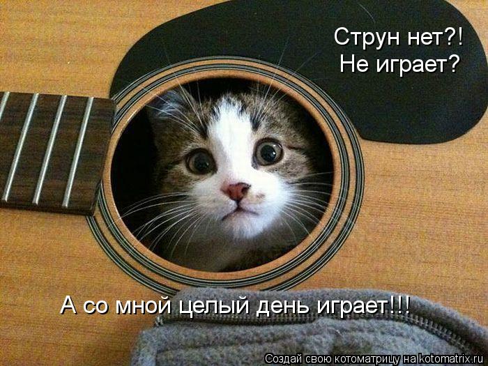 Струн нет?! Не играет? А со мной целый день играет!!!... Котоматрица: Струн нет?! Не играет? А со мной целый день играет!!!