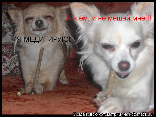 Я МЕДИТИРУЮ! А я ем, и не мешай мне!!!... Котоматрица: Я МЕДИТИРУЮ! А я ем, и не мешай мне!!!