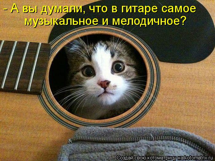 - А вы думали, что в гитаре самое музыкальное и мелодичное?... Котоматрица: - А вы думали, что в гитаре самое музыкальное и мелодичное?