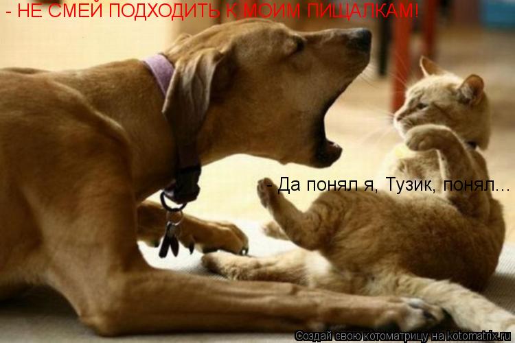 - НЕ СМЕЙ ПОДХОДИТЬ К МОИМ ПИЩАЛКАМ! - Да понял я, Тузик, понял...... Котоматрица: - НЕ СМЕЙ ПОДХОДИТЬ К МОИМ ПИЩАЛКАМ! - Да понял я, Тузик, понял...