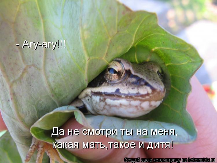 - Агу-агу!!! Да не смотри ты на меня, какая мать,такое и дитя!... Котоматрица: - Агу-агу!!! Да не смотри ты на меня, какая мать,такое и дитя!
