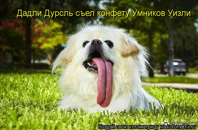 Дадли Дурсль съел конфету Умников Уизли... Котоматрица: Дадли Дурсль съел конфету Умников Уизли