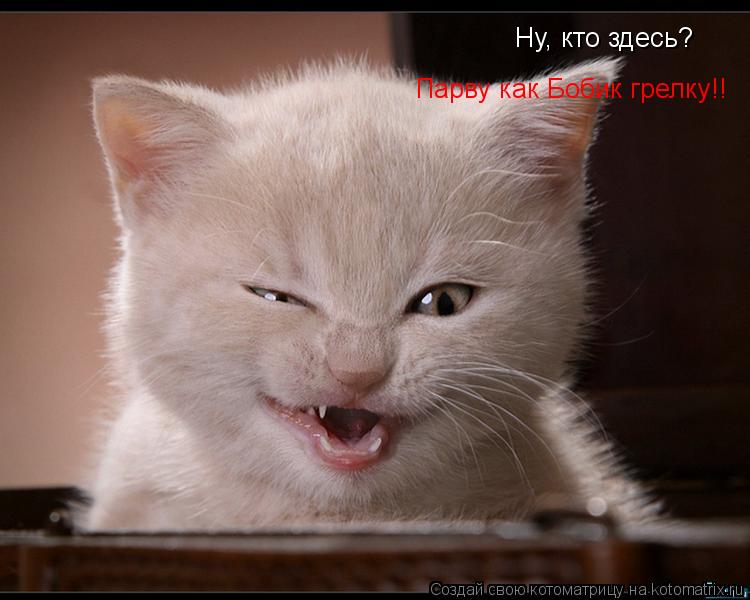 Ну, кто здесь? Парву как Бобик грелку!!... Котоматрица: Ну, кто здесь? Парву как Бобик грелку!!