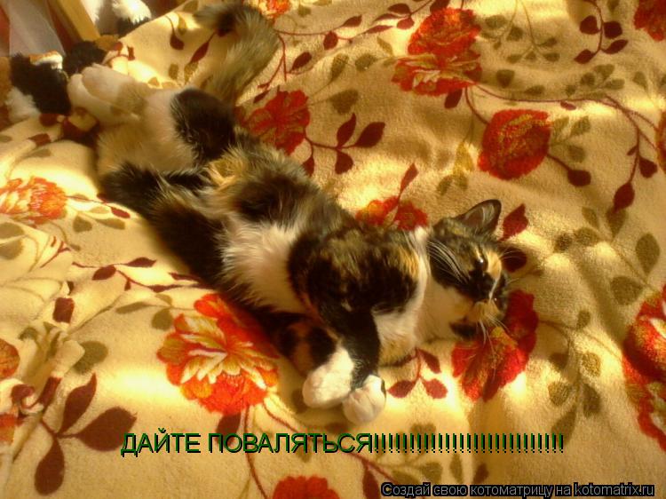 ДАЙТЕ ПОВАЛЯТЬСЯ!!!!!!!!!!!!!!!!!!!!!!!!!!!... Котоматрица: ДАЙТЕ ПОВАЛЯТЬСЯ!!!!!!!!!!!!!!!!!!!!!!!!!!!