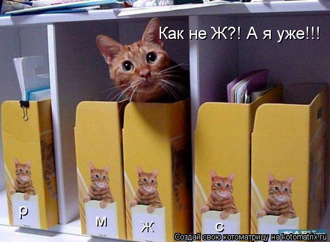 Ж м р с Как не Ж?! А я уже!!!... Котоматрица: Ж м р с Как не Ж?! А я уже!!!