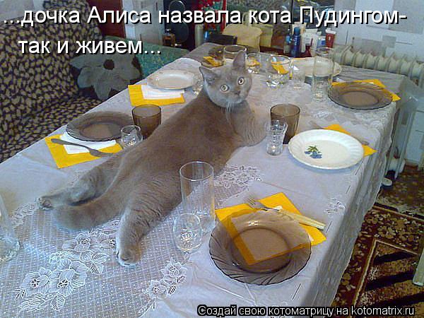 ...дочка Алиса назвала кота Пудингом- так и живем...... Котоматрица: ...дочка Алиса назвала кота Пудингом- так и живем...