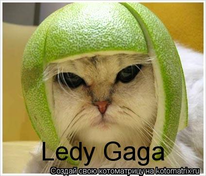 Ledy Gaga... Котоматрица: Ledy Gaga