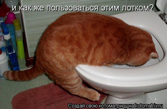 и как же пользоваться этим лотком?... Котоматрица: и как же пользоваться этим лотком?
