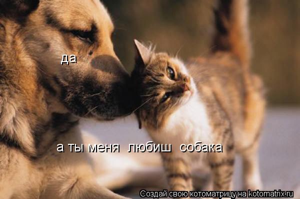 а ты меня любиш собака да... Котоматрица: а ты меня любиш собака да