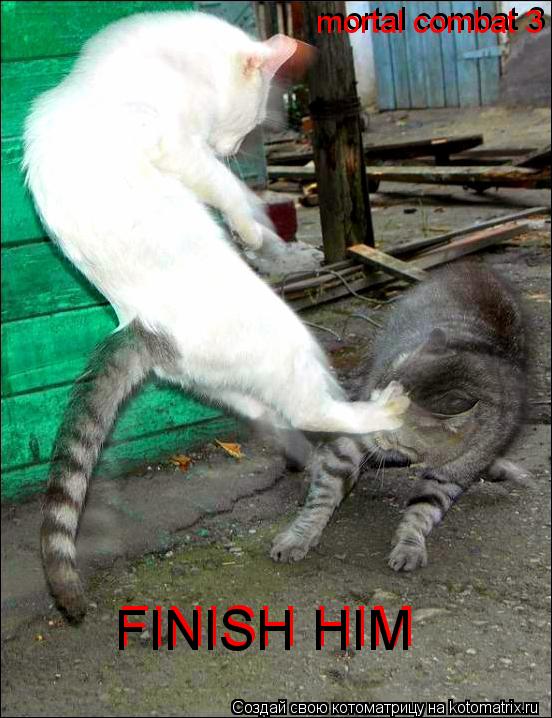 FINISH HIM FINISH HIM mortal combat 3 mortal combat 3... Котоматрица: FINISH HIM FINISH HIM mortal combat 3 mortal combat 3