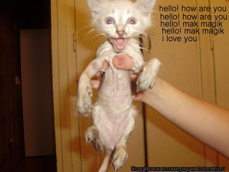 hello! how are you hello! how are you hello! mak magik hello! mak magik i love you... Котоматрица: hello! how are you hello! how are you hello! mak magik hello! mak magik i love you
