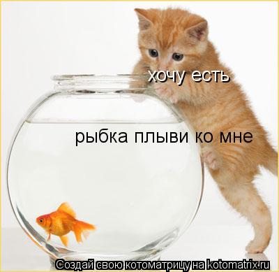 хочу есть рыбка плыви ко мне... Котоматрица: хочу есть рыбка плыви ко мне