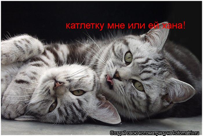катлетку мне или ей хана!... Котоматрица: катлетку мне или ей хана!