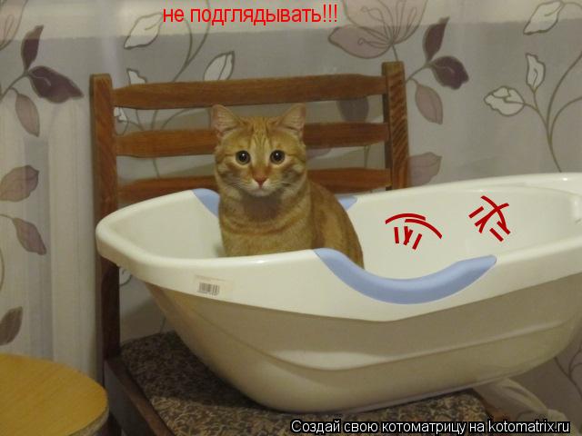 не подглядывать!!! =) =) =) =)... Котоматрица: не подглядывать!!! =) =) =) =)