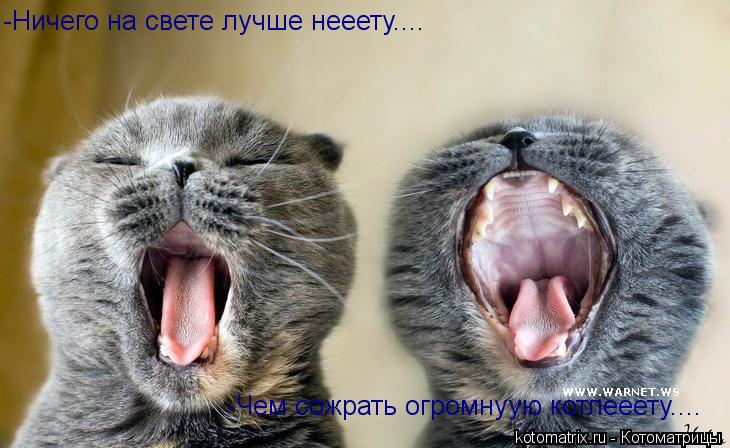 -Ничего на свете лучше нееету.... -Чем сожрать огромнуую котлееету....... Котоматрица: -Ничего на свете лучше нееету.... -Чем сожрать огромнуую котлееету....