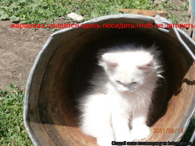 жарааааа придется здесь посидеть.чтоб не загореть... Котоматрица: жарааааа придется здесь посидеть.чтоб не загореть