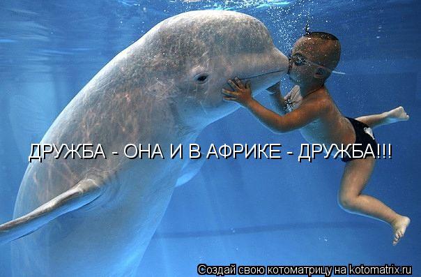 ДРУЖБА - ОНА И В АФРИКЕ - ДРУЖБА!!!... Котоматрица: ДРУЖБА - ОНА И В АФРИКЕ - ДРУЖБА!!!