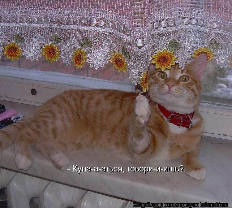 - Купа-а-аться, говори-и-ишь?..... Котоматрица: - Купа-а-аться, говори-и-ишь?..