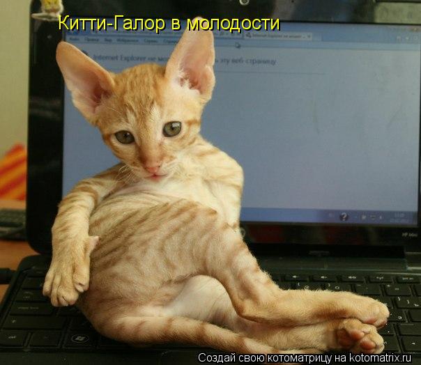Китти-Галор в молодости... Котоматрица: Китти-Галор в молодости