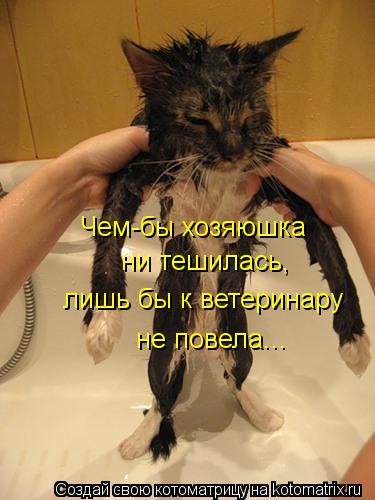 Чем-бы хозяюшка ни тешилась, лишь бы к ветеринару не повела...... Котоматрица: Чем-бы хозяюшка ни тешилась, лишь бы к ветеринару не повела...