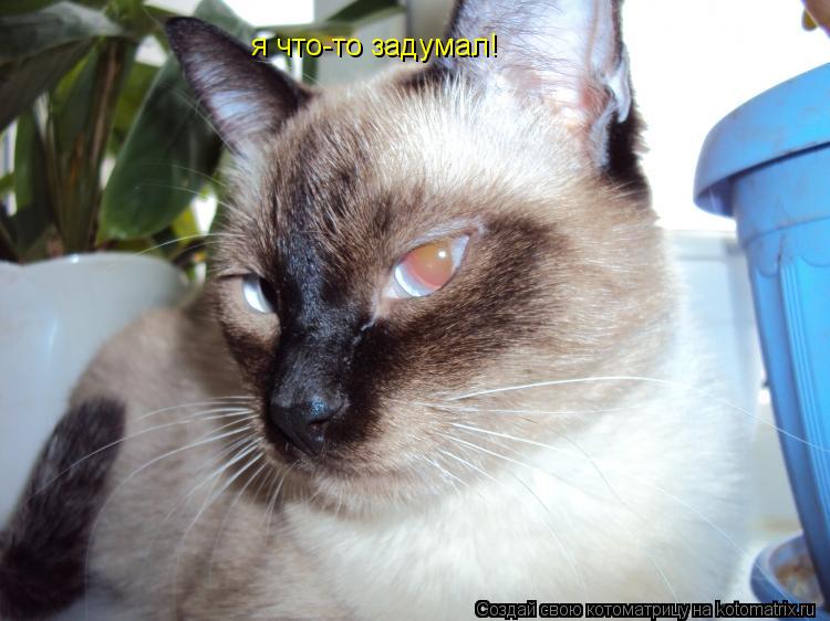 я что-то задумал!... Котоматрица: я что-то задумал!