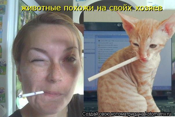 животные похожи на свойх хозяев... Котоматрица: животные похожи на свойх хозяев