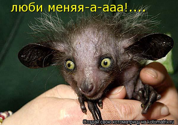 люби меняя-а-ааа!....... Котоматрица: люби меняя-а-ааа!....