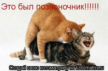 Это был позвоночник!!!!!!... Котоматрица: Это был позвоночник!!!!!!