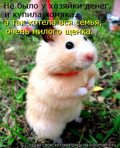 Не было у хозяйки денег, и купила хомяка. а так хотела вся семья, очень милого щенка.... Котоматрица: Не было у хозяйки денег, и купила хомяка. а так хотела вся семья, очень милого щенка.