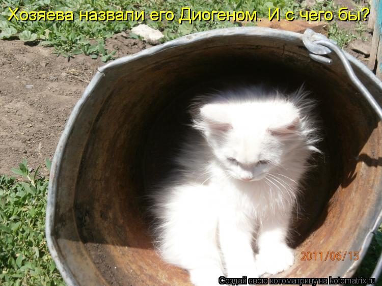 Хозяева назвали его Диогеном. И с чего бы?... Котоматрица: Хозяева назвали его Диогеном. И с чего бы?