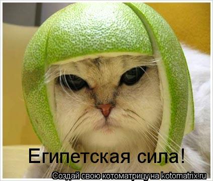 Египетская сила!... Котоматрица: Египетская сила!
