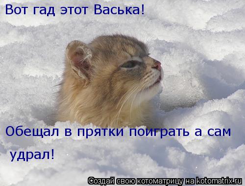 Вот гад этот Васька! Обещал в прятки поиграть а сам удрал!... Котоматрица: Вот гад этот Васька! Обещал в прятки поиграть а сам удрал!