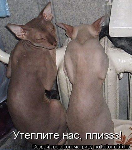Утеплите нас, плиззз!... Котоматрица: Утеплите нас, плиззз!