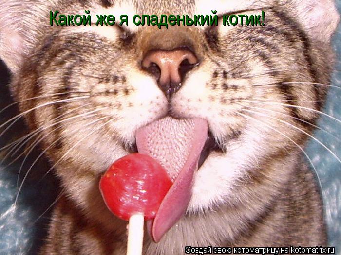 Какой же я сладенький котик!... Котоматрица: Какой же я сладенький котик!