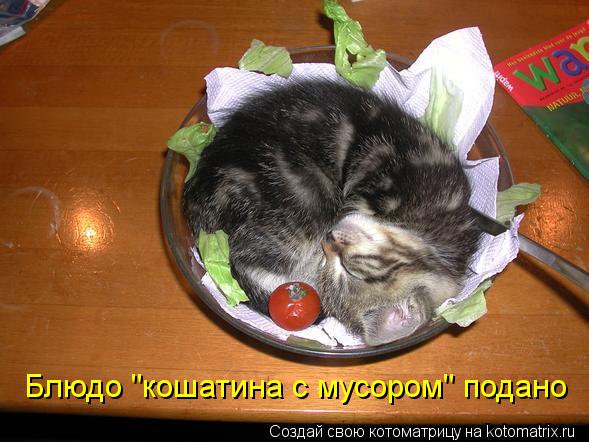 Блюдо "кошатина с мусором" подано... Котоматрица: Блюдо "кошатина с мусором" подано