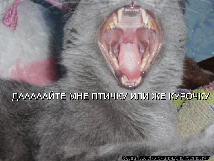ДАААААЙТЕ МНЕ ПТИЧКУ ИЛИ ЖЕ КУРОЧКУ... Котоматрица: ДАААААЙТЕ МНЕ ПТИЧКУ ИЛИ ЖЕ КУРОЧКУ