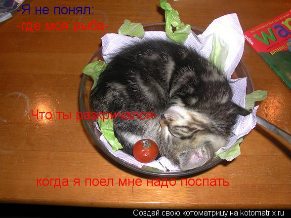 -Я не понял: -где моя рыба- Что ты разкричался- когда я поел мне надо поспать... Котоматрица: -Я не понял: -где моя рыба- Что ты разкричался- когда я поел мне надо поспать