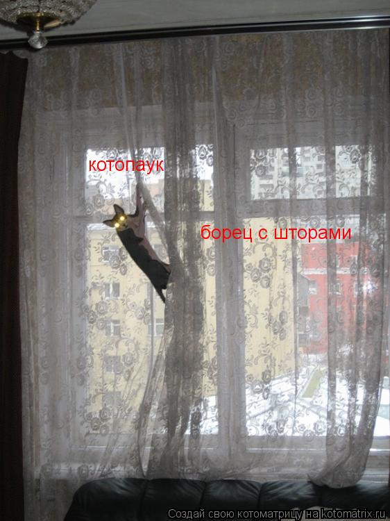 котопаук борец с шторами... Котоматрица: котопаук борец с шторами