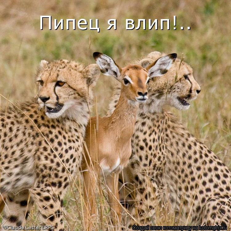 Пипец я влип!..... Котоматрица: Пипец я влип!..
