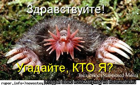 Здравствуйте! Угадайте, КТО Я?... Котоматрица: Здравствуйте! Угадайте, КТО Я?