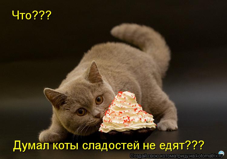 Что??? Думал коты сладостей не едят???... Котоматрица: Что??? Думал коты сладостей не едят???