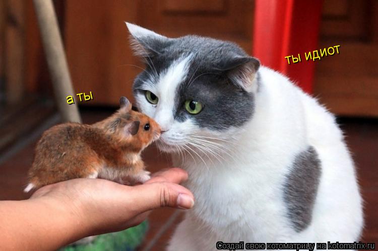 ты идиот а ты... Котоматрица: ты идиот а ты