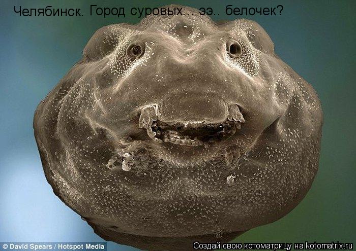 Челябинск. Город суровых... ээ.. белочек?... Котоматрица: Челябинск. Город суровых... ээ.. белочек?