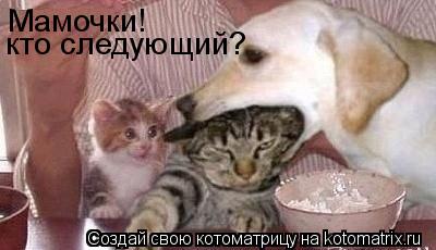 Мамочки! кто следующий?... Котоматрица: Мамочки! кто следующий?