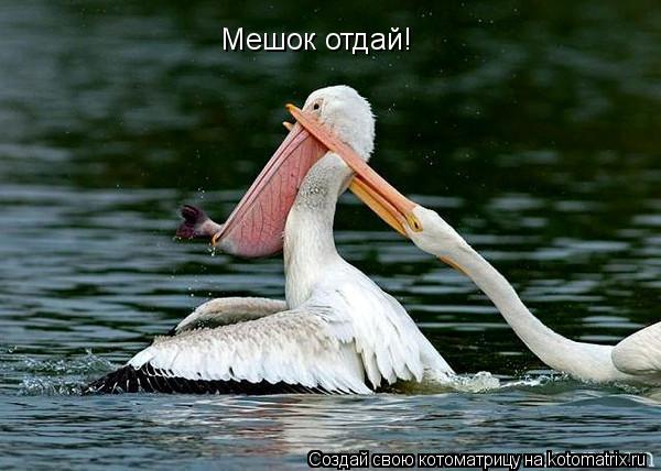 Котоматрица: Мешок отдай!