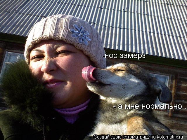 - а мне нормально.. -нос замерз... Котоматрица: - а мне нормально.. -нос замерз