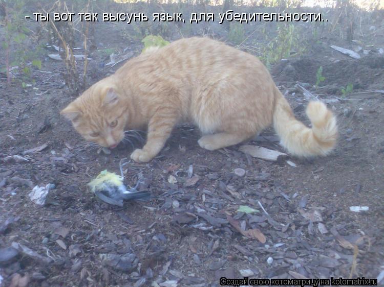 - ты вот так высунь язык, для убедительности..... Котоматрица: - ты вот так высунь язык, для убедительности..