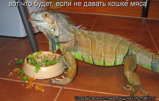вот что будет, если не давать кошке мяса... Котоматрица: вот что будет, если не давать кошке мяса