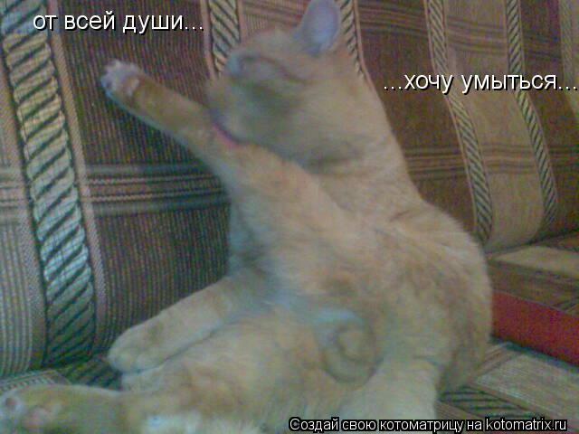 от всей души... ...хочу умыться...... Котоматрица: от всей души... ...хочу умыться...